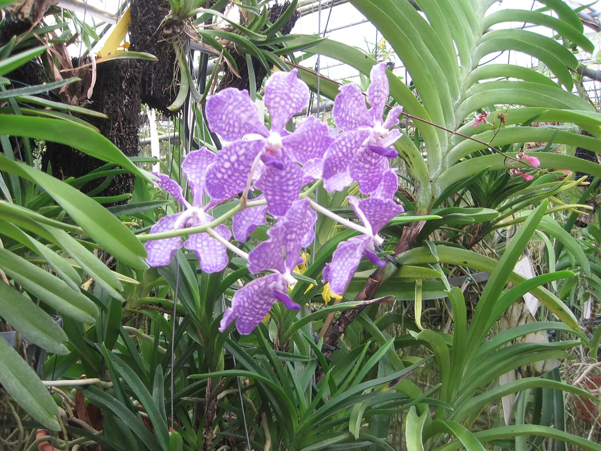 CFX Wekiva Pkwy Orchid Nursery Photo 2