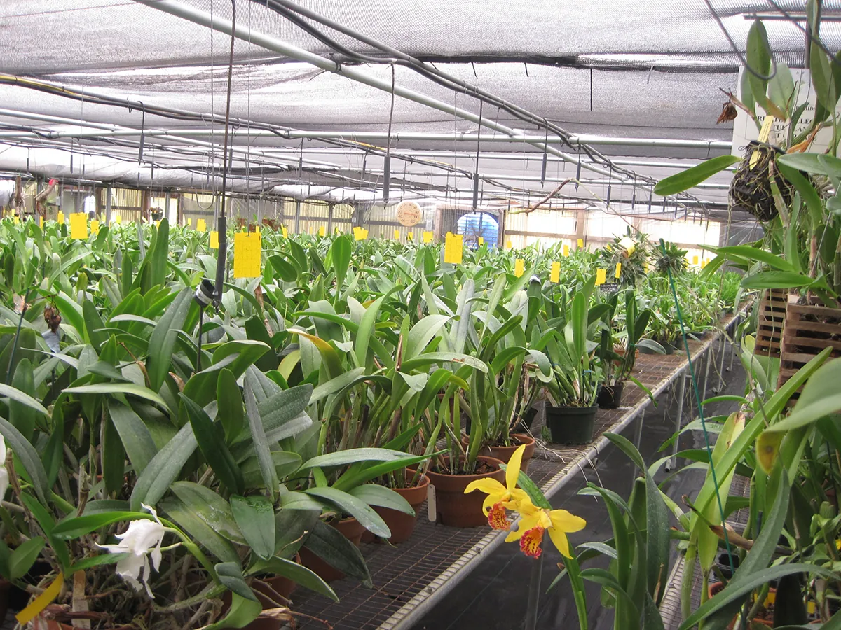 CFX Wekiva Pkwy Orchid Nursery Photo 3