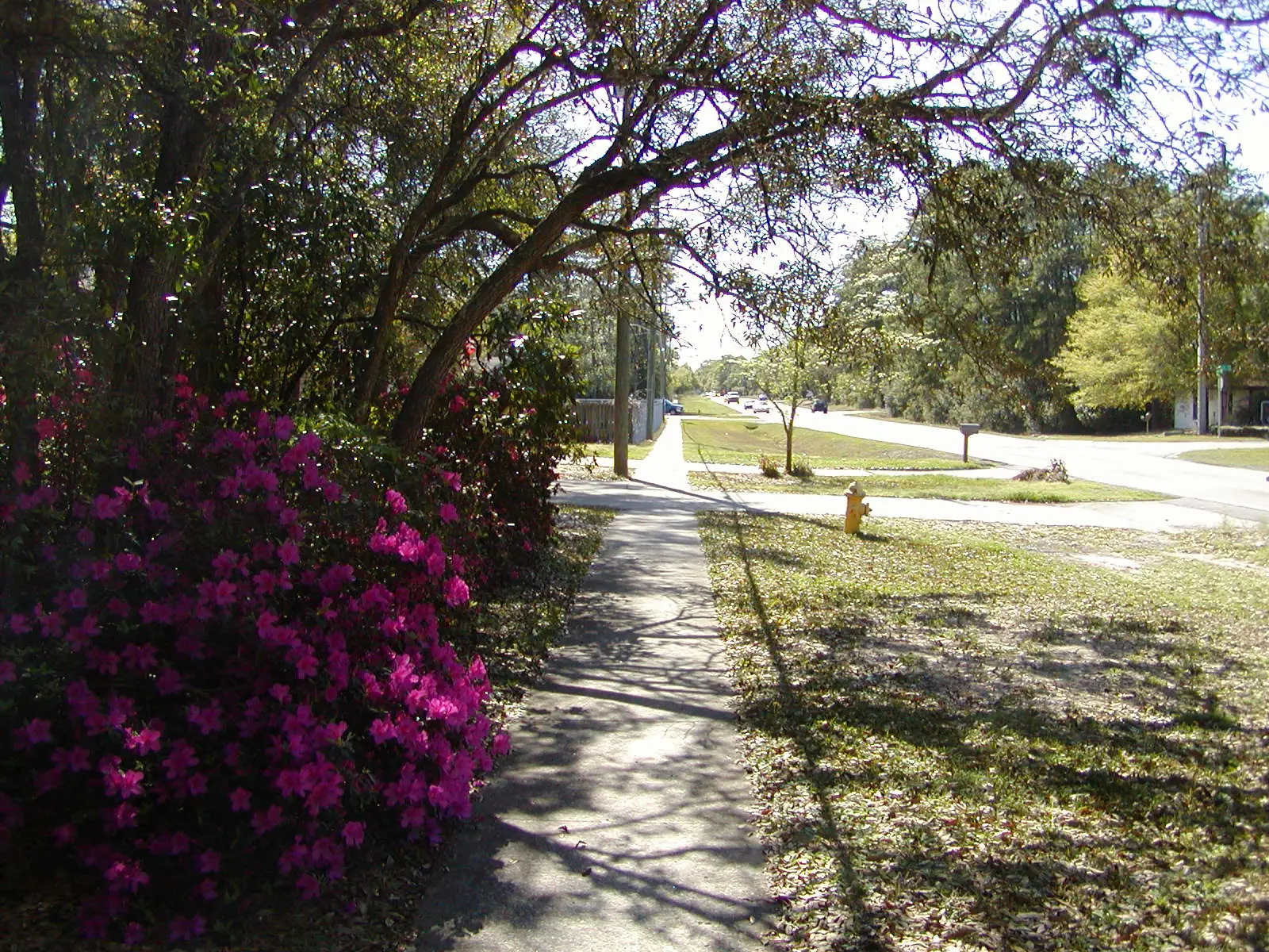 JTA Wonderwood Residential Front Yard photo