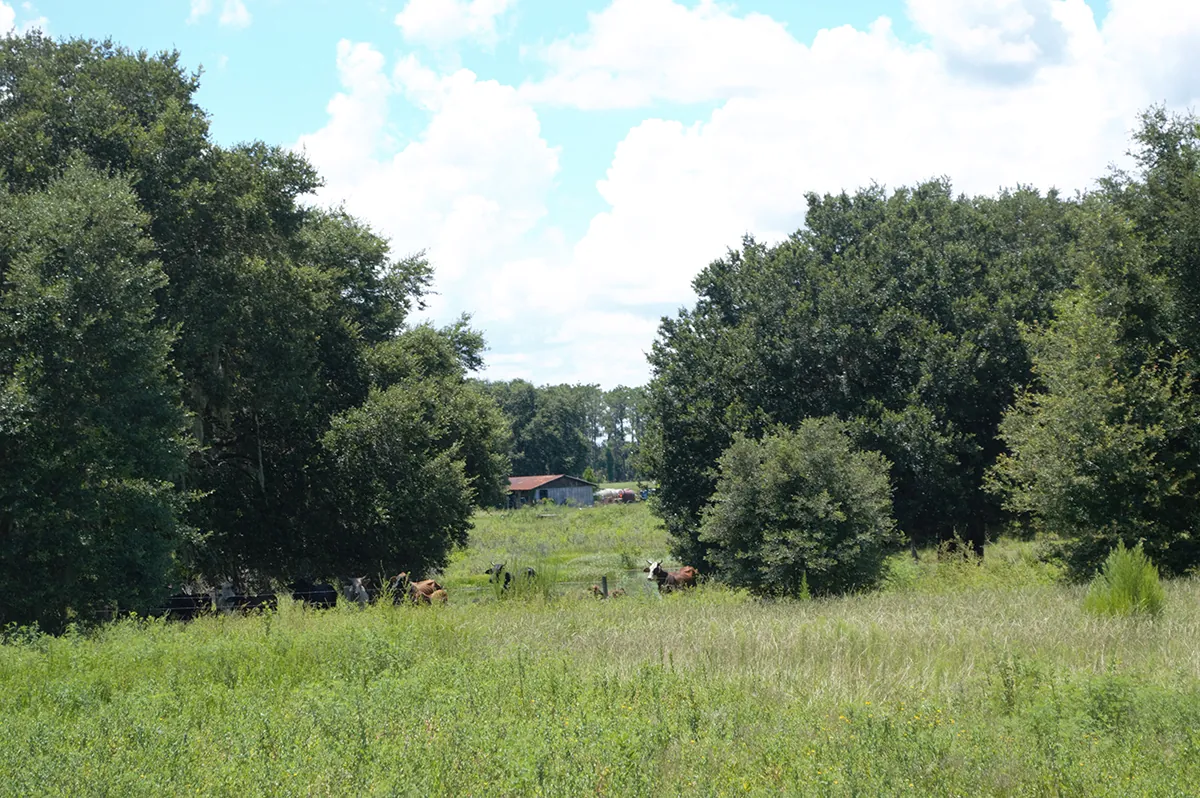 Sabal Trail Rural Residential Lake Cty Ground 2